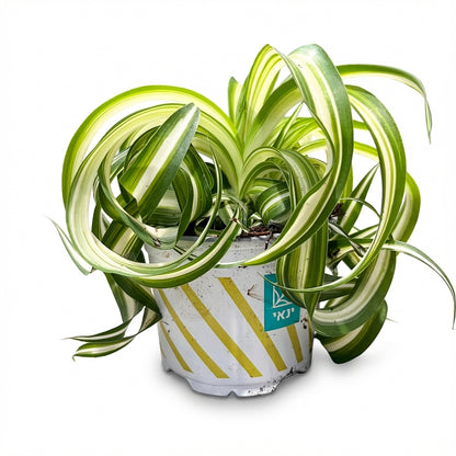 1-ירקה עציץ 12-nano.png.png