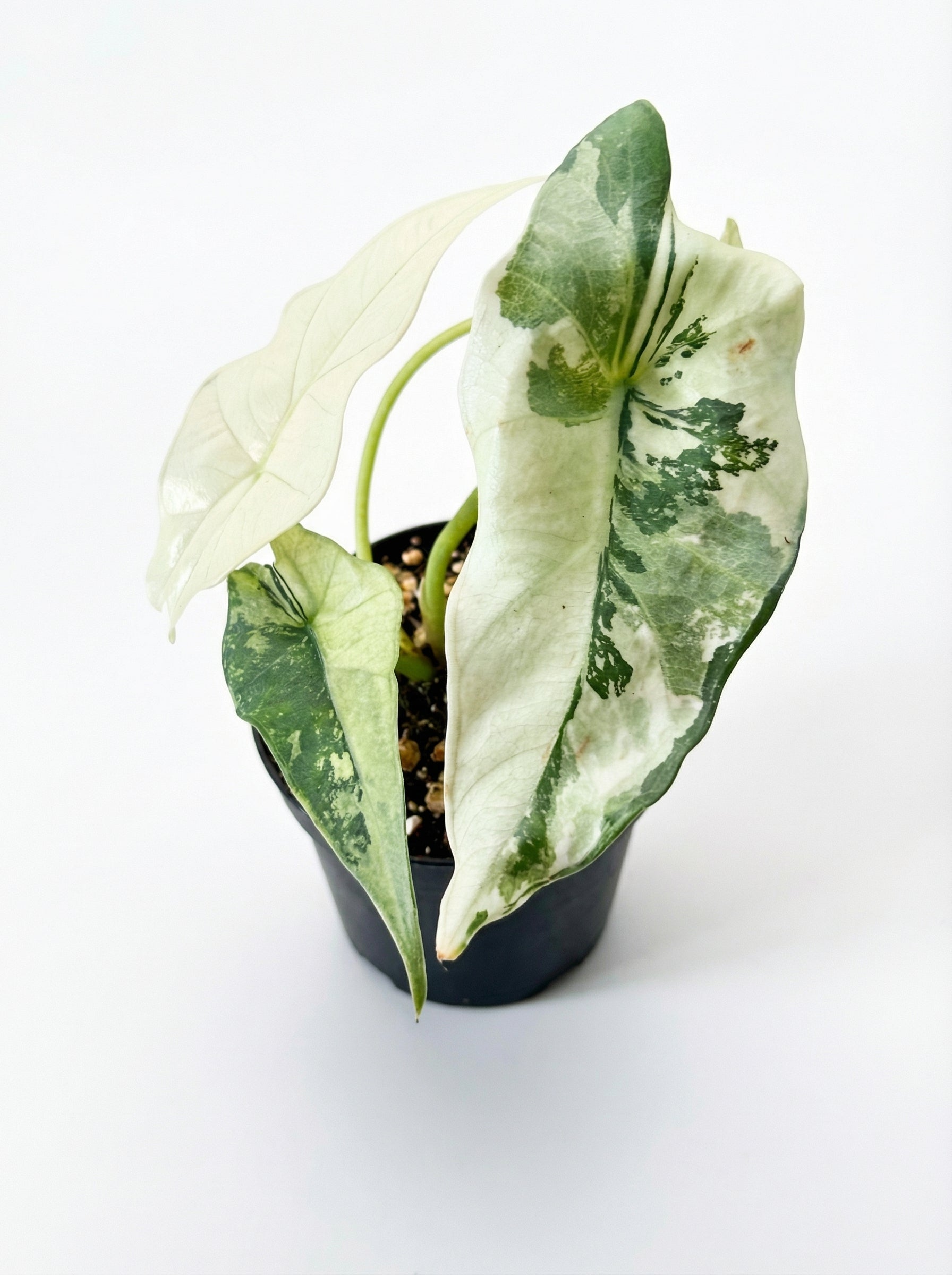 אלוקסיה סימפו אלבו | בייבי מבצע-1-nan.png.png