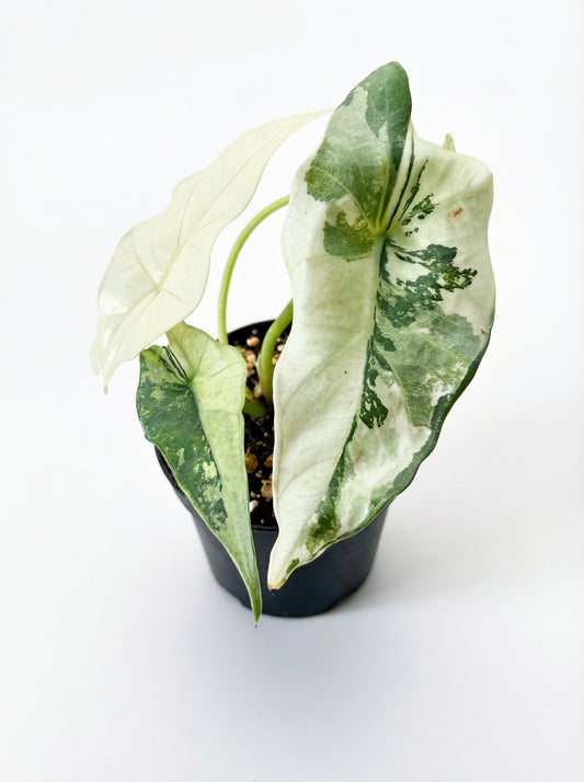 אלוקסיה סימפו אלבו | בייבי מבצע-1-nan.png.png