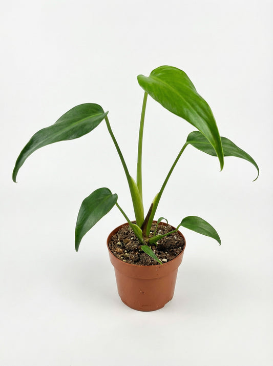 מונסטרה b.m.f | בינוני-1-nan.png.png