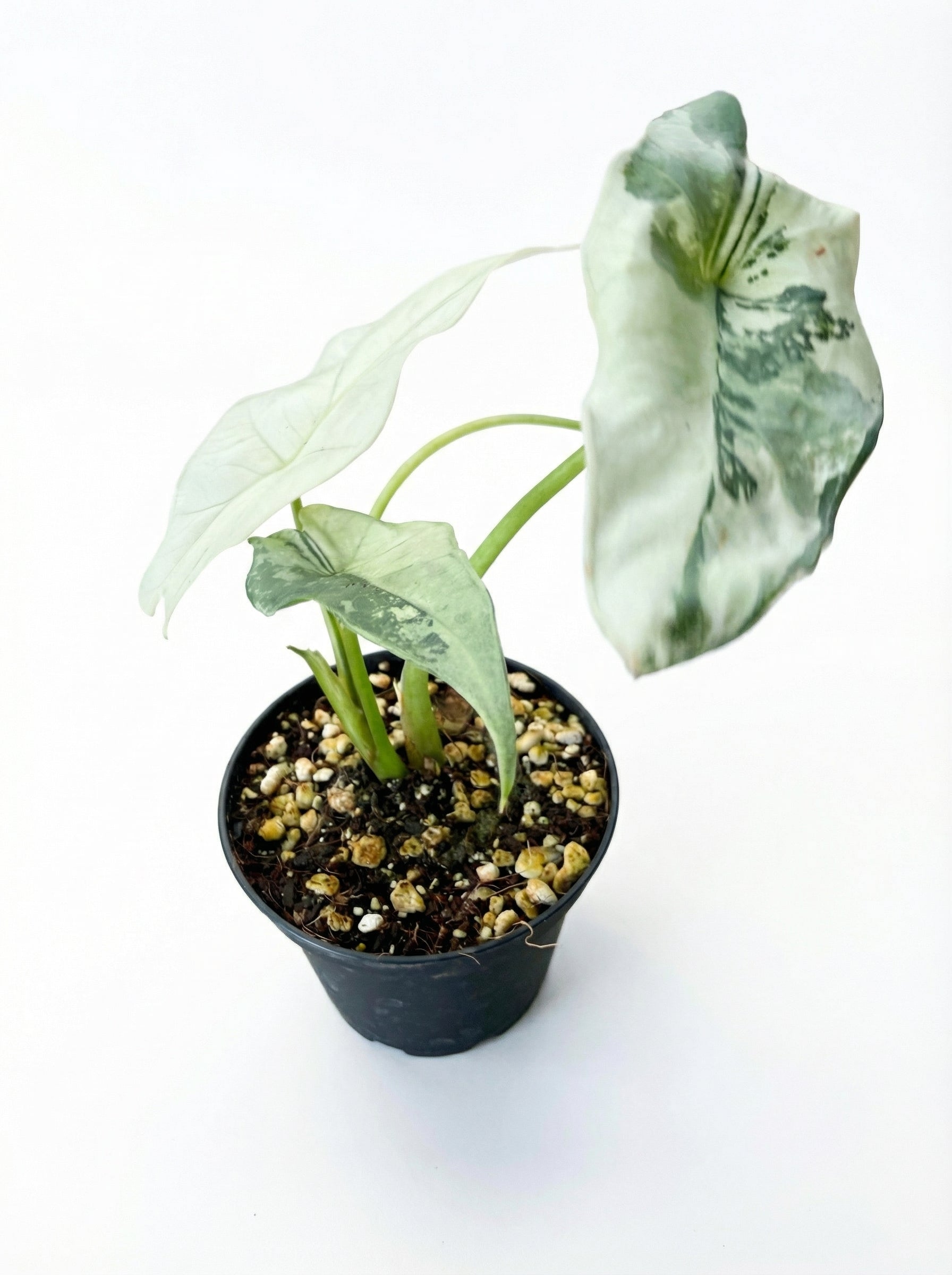 אלוקסיה סימפו אלבו | בייבי מבצע-2-nan.png.png