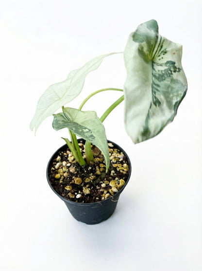 אלוקסיה סימפו אלבו | בייבי מבצע-2-nan.png.png