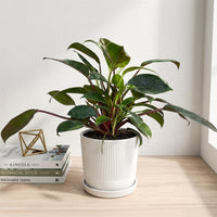 כד פסים לבן קוטר 13 + תחתית