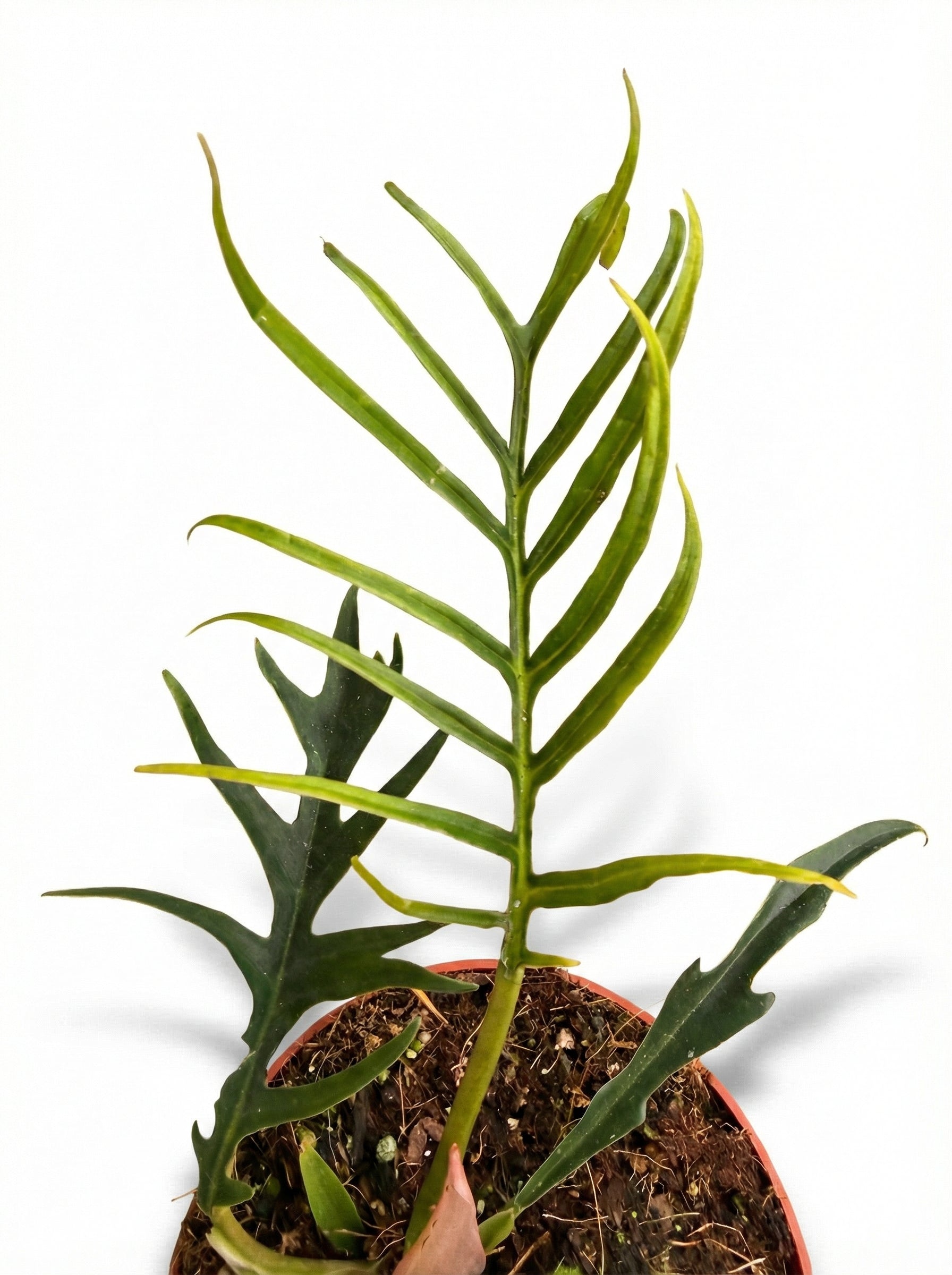 פילודנדרון טורטם | בינוני-3-nan.png.png