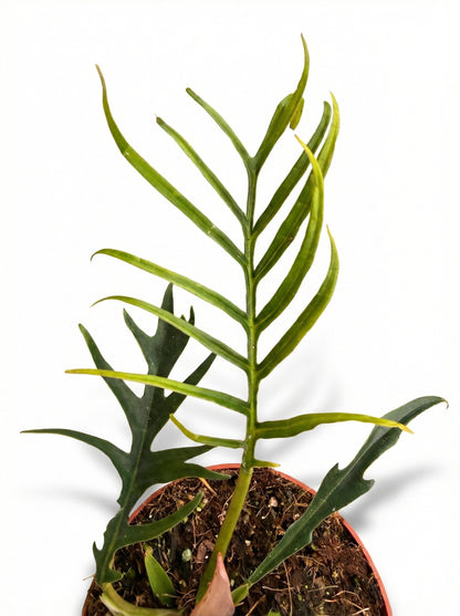 פילודנדרון טורטם | בינוני-3-nan.png.png