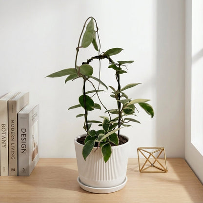 הויה מגוונת על קשת עציץ קוטר 12 ס״מ