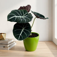 כד קרמיקה חלק ירוק קוטר 13