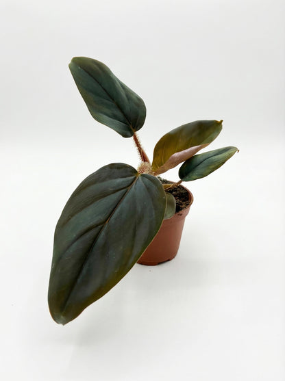 פילודנדרון סקוואמיקולה | בייבי-1-nan.png.png