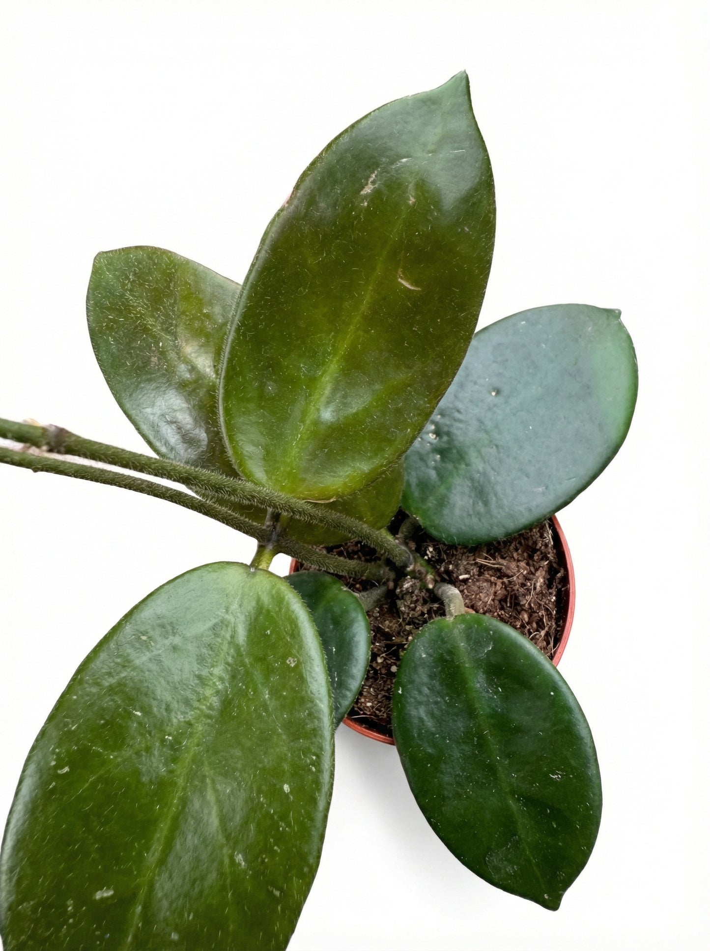 הויה וואנגינווינסיס | בייבי מבצע-3-nan.png.png