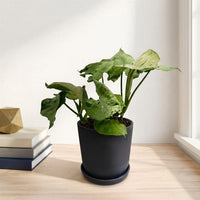 כד פסים שחור קוטר 13 + תחתית