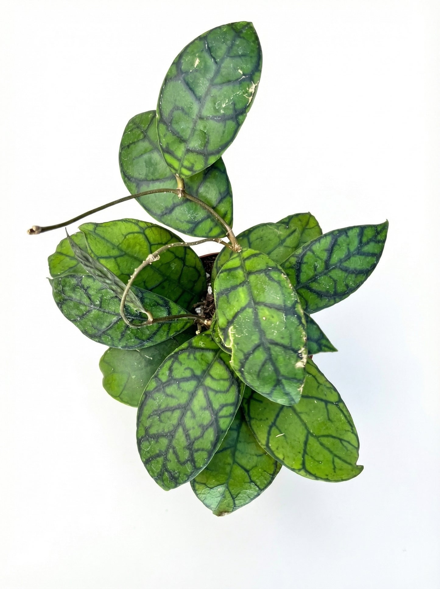 הויה קליסטופילה | בינוני-2-nan.png.png