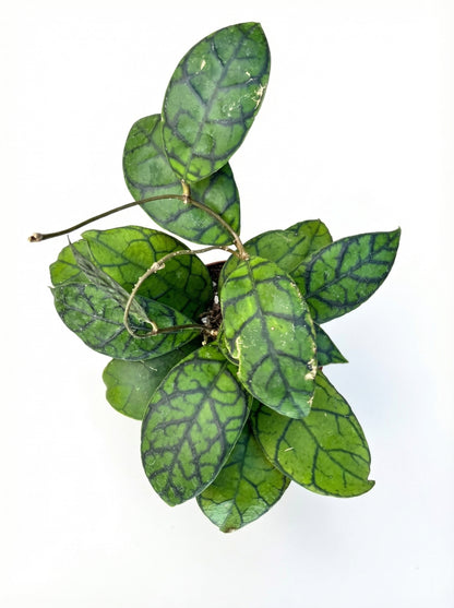 הויה קליסטופילה | בינוני-2-nan.png.png