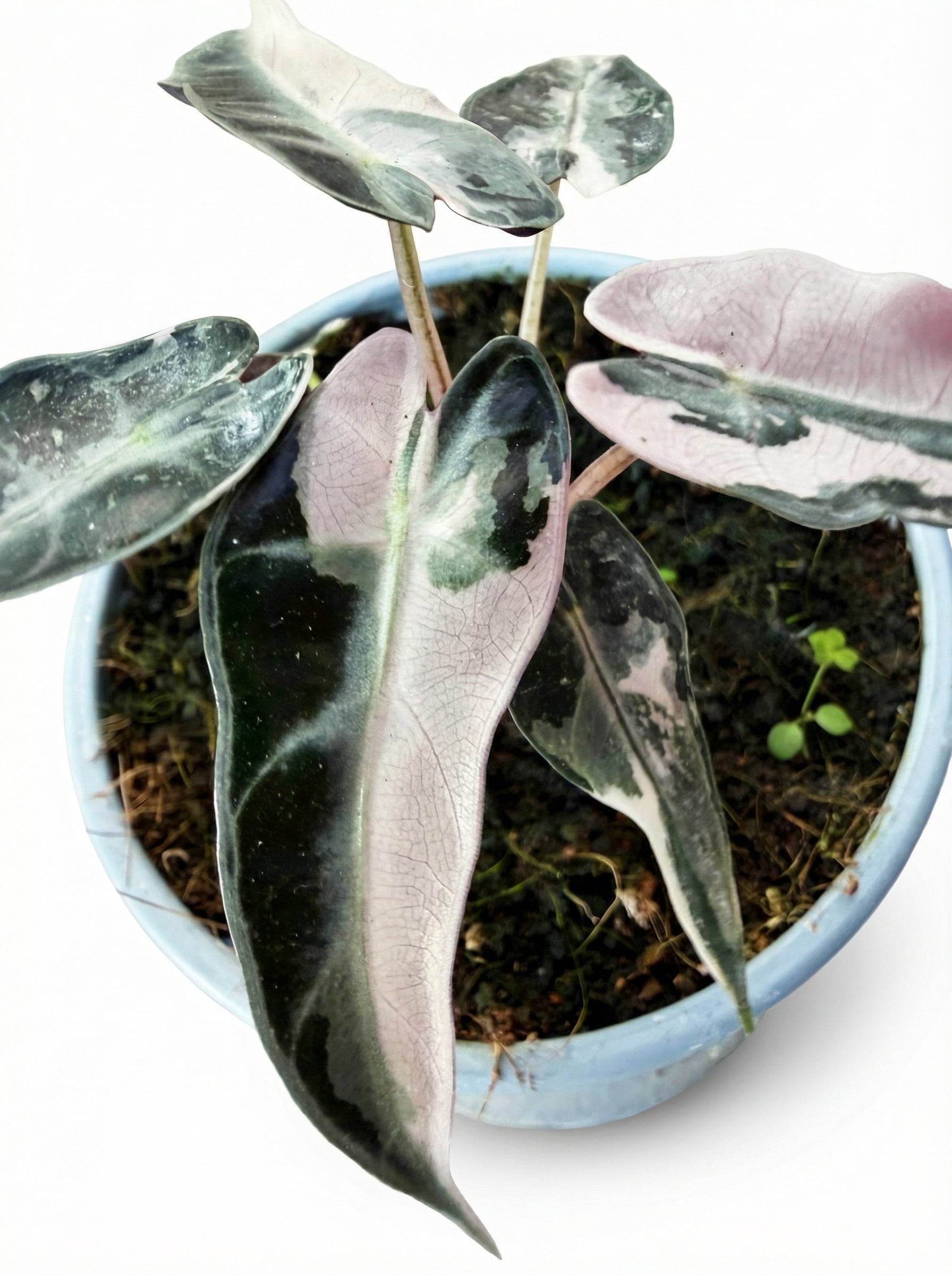 אלוקסיה במבינו ורודה | בינוני מבצע-1-nan.png.png