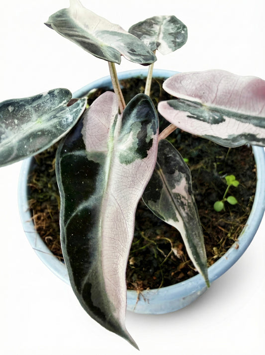 אלוקסיה במבינו ורודה | בינוני מבצע-1-nan.png.png