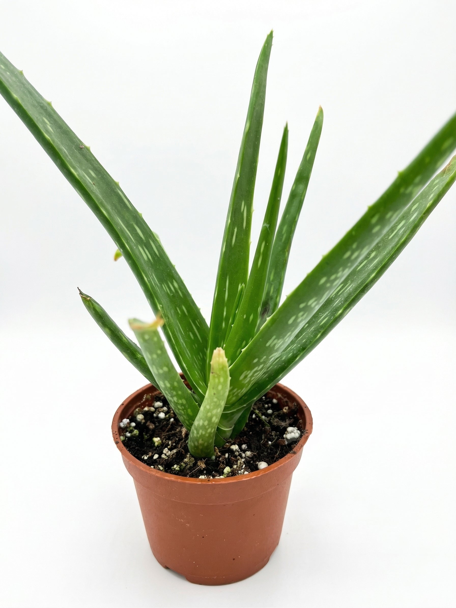 אלוורה | בינוני-3-nan.png.png