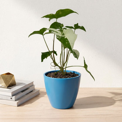 סינגוניום אלבו