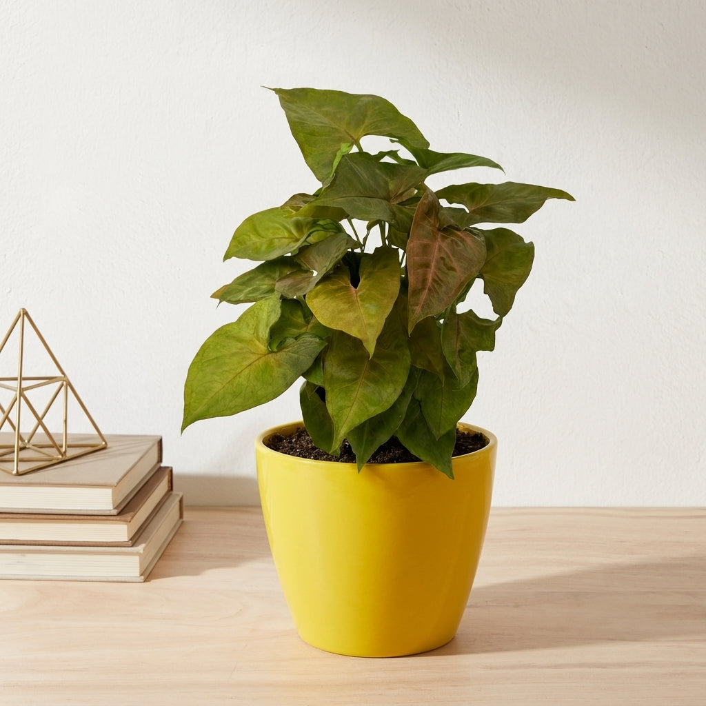 סינגוניום קרם אלוז'ן