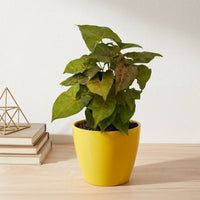 כד קרמיקה חלק צהוב קוטר 13