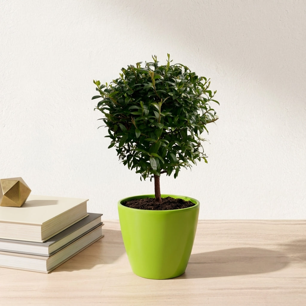 הדס עציץ קוטר 12