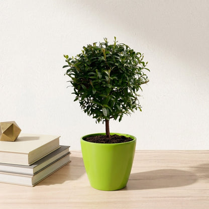 הדס עציץ קוטר 12