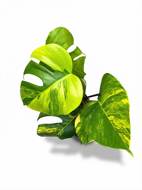 מונסטרה אוראה | בינוני מבצע-2-nan.png.png