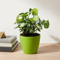 כד קרמיקה חלק ירוק קוטר 13