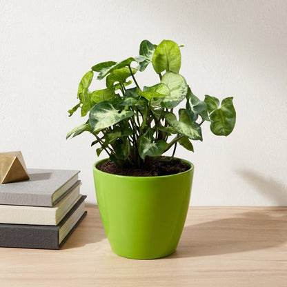 סינגוניום פיקס׳ קוטר 12