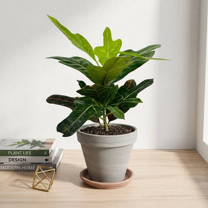 קרוטון אקסלנט