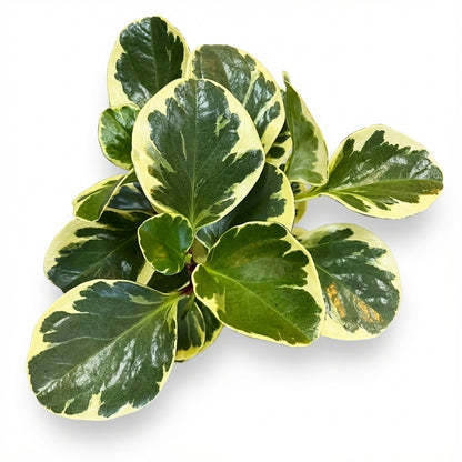 2-פפרומיה מגניפולה עציץ 12-nano.png.png