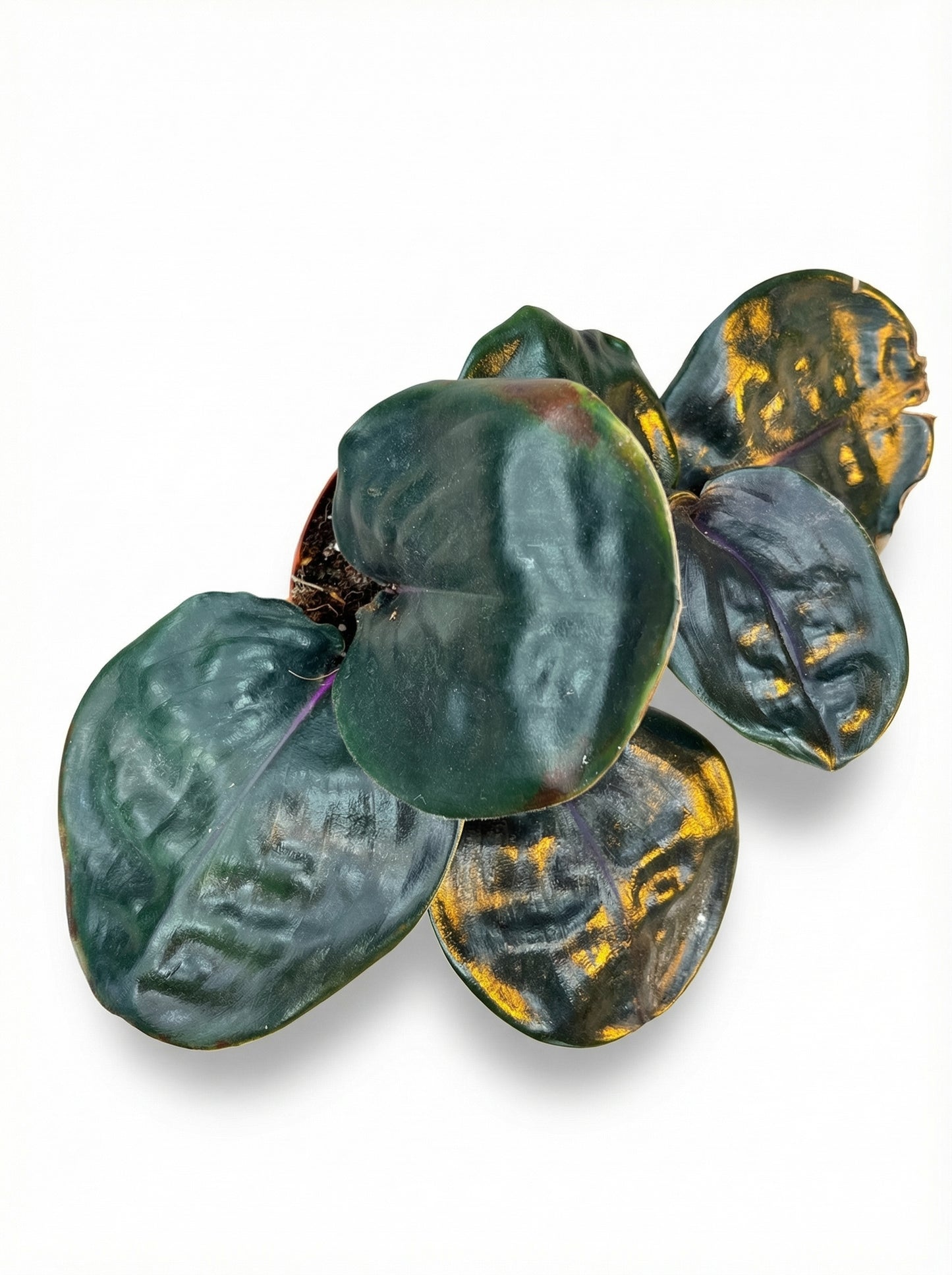 גיא גיננטוס סיליאטוס-2-nan.png.png