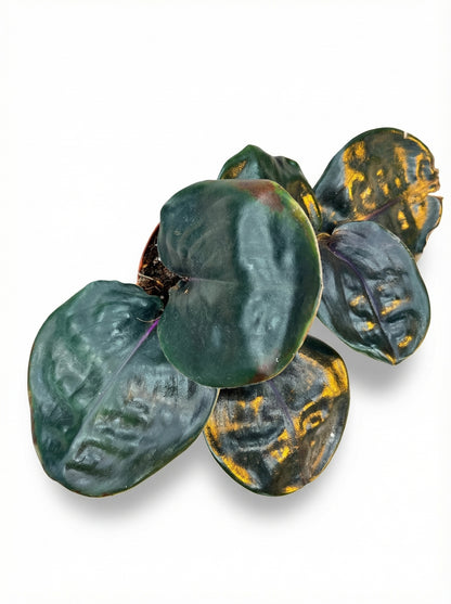 גיא גיננטוס סיליאטוס-2-nan.png.png