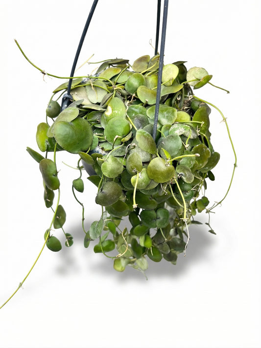 דישידיה פקטנויידס | בינוני-1-nan.png.png