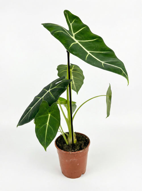 אלוק׳ פריידק | בינוני-1-nan.png.png