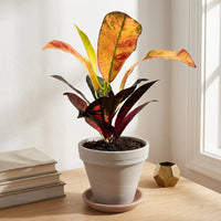 כד טרקוטה בהיר קוטר 16 + תחתית