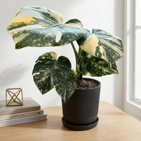 כד פסים שחור קוטר 13 + תחתית