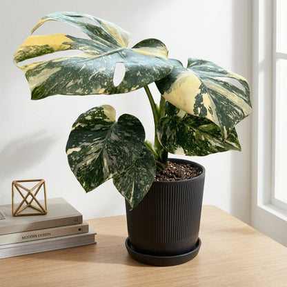 מונסטרה תאי מוטציה