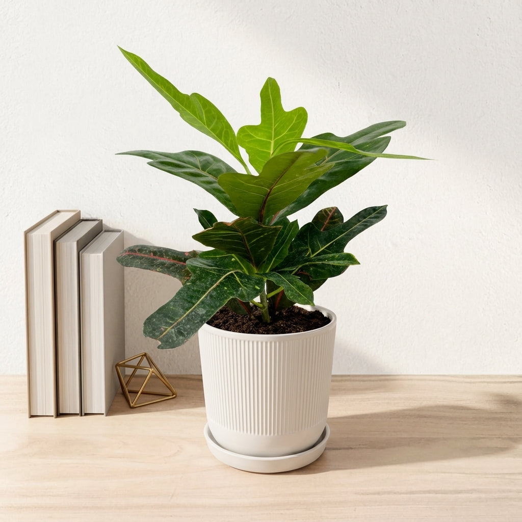 קרוטון אקסלנט