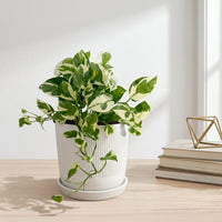 כד פסים לבן קוטר 13 + תחתית