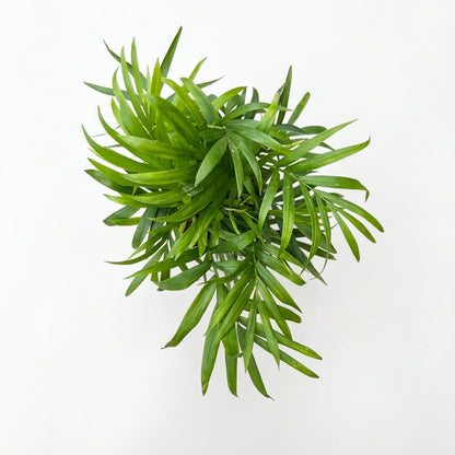 2-כמדוריאה קטן-nano.png.png