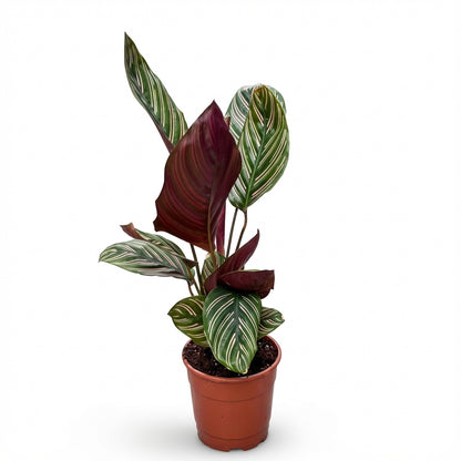 6-קלתאה אורנטה קוטר 12-nano.png.png