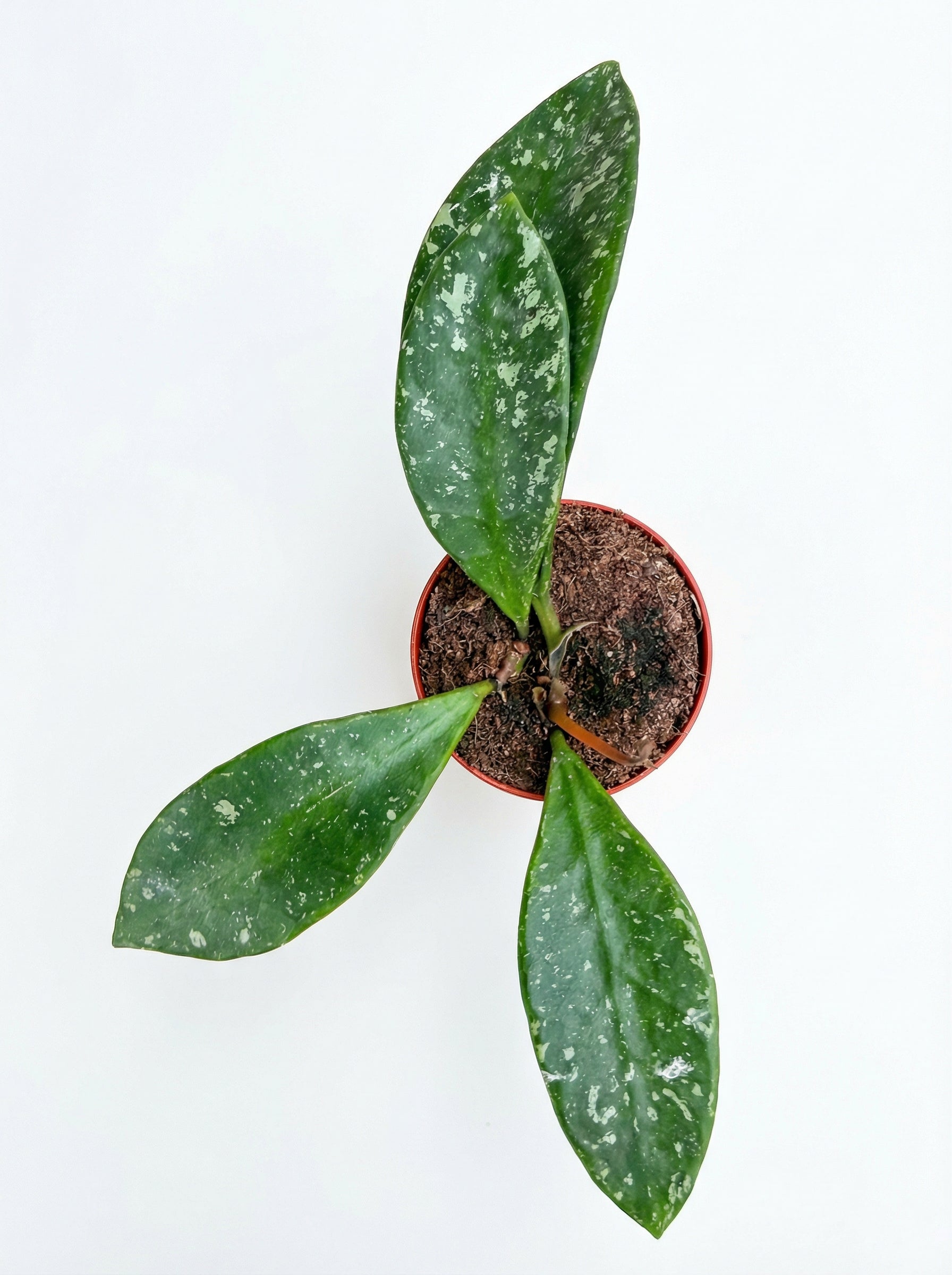 הויה רונדומנסיס ספלאש | בייבי מבצע-2-nan.png.png