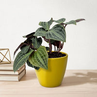 כד קרמיקה חלק צהוב קוטר 13