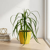 כד קרמיקה חלק צהוב קוטר 13