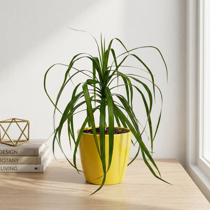 דרצנה מרגינטה