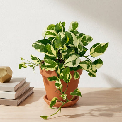 פוטוס אנגוי עציץ קוטר 12 ס״מ