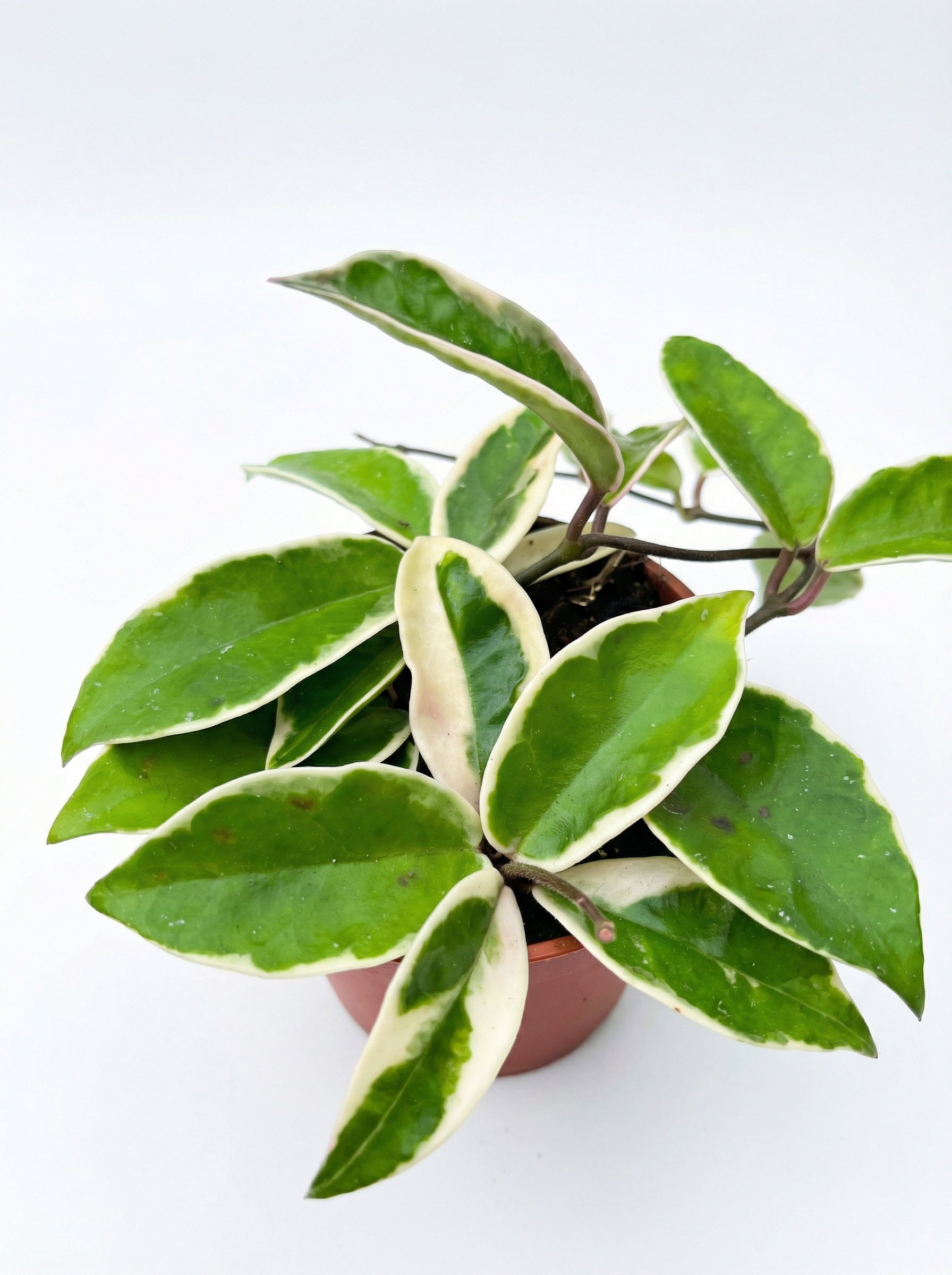 הויה מגוונת | בינוני-3-nan.png.png