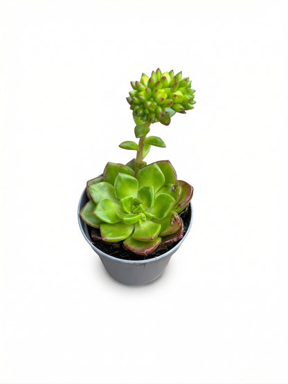 סוקולנט בהפתעה | בייבי-2-nan.png.png