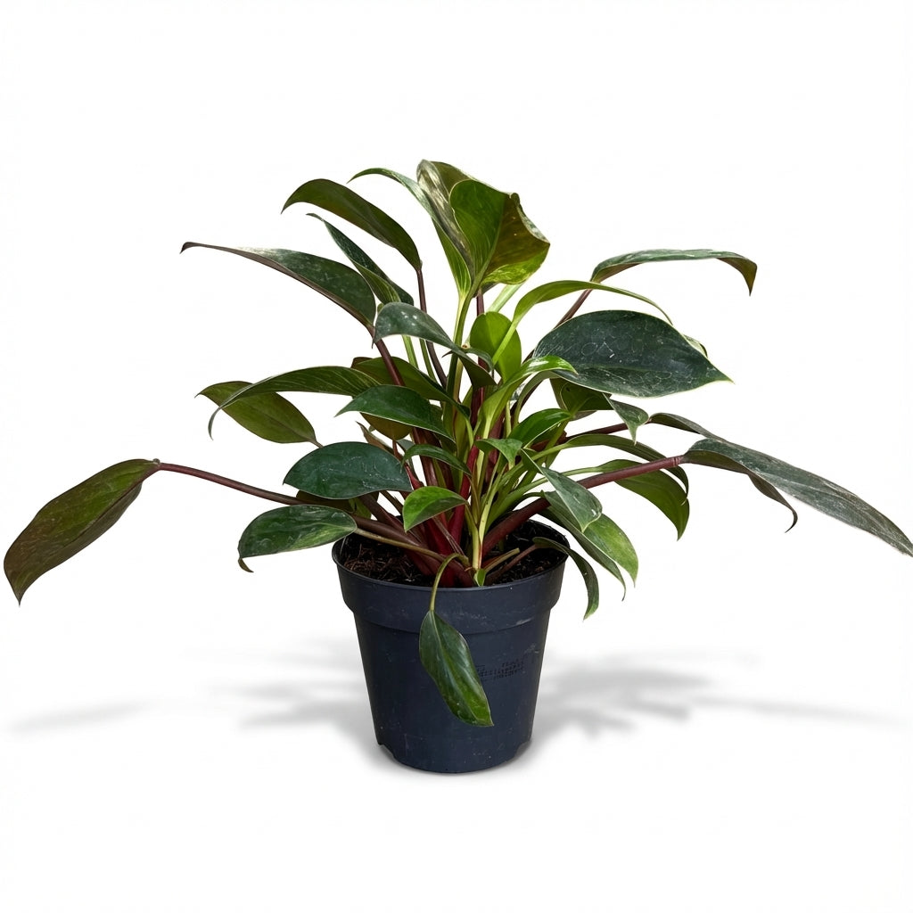 1-פילונדנדרון בירקין עציץ 12-nano.png.png