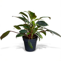 עציץ מגדלים (חינם)