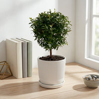 כד פסים לבן קוטר 13 + תחתית